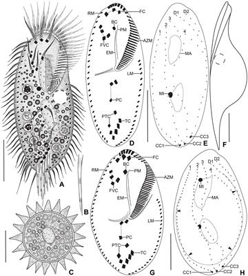 Polymorphism, gigantism, and cannibalism, one stylonychid ciliate (Ciliophora, Hypotricha) to rule them all